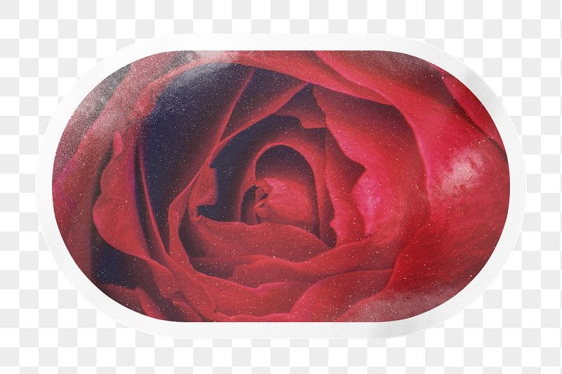 PNG red rose close up, | Free PNG - rawpixel
