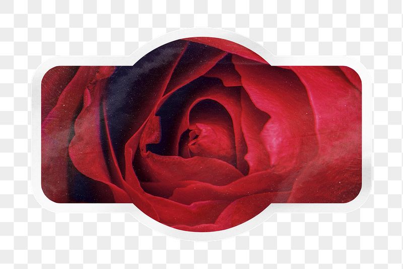 PNG red rose close up, | Free PNG - rawpixel