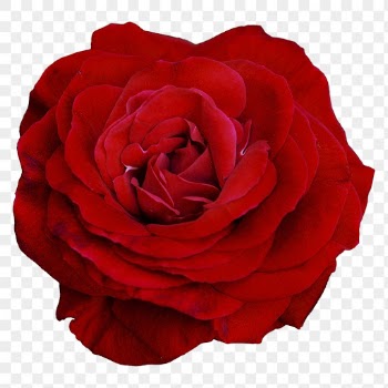 PNG red rose, flower collage | Free PNG - rawpixel