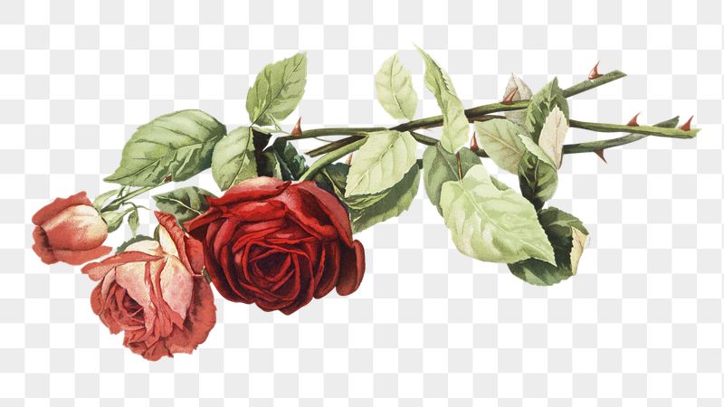 Png red rose sticker, vintage | Free PNG - rawpixel