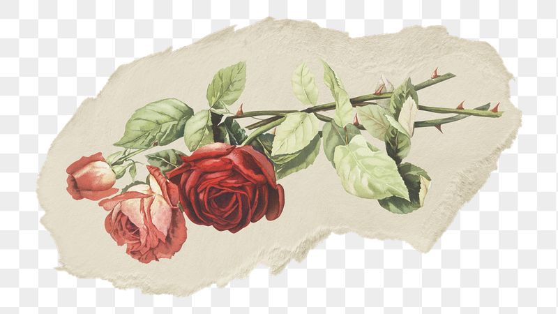 Png red rose sticker, vintage | Free PNG - rawpixel