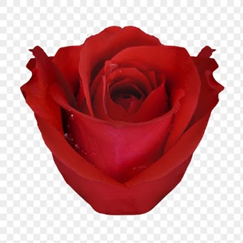 PNG red rose, valentine's flower | Free PNG - rawpixel