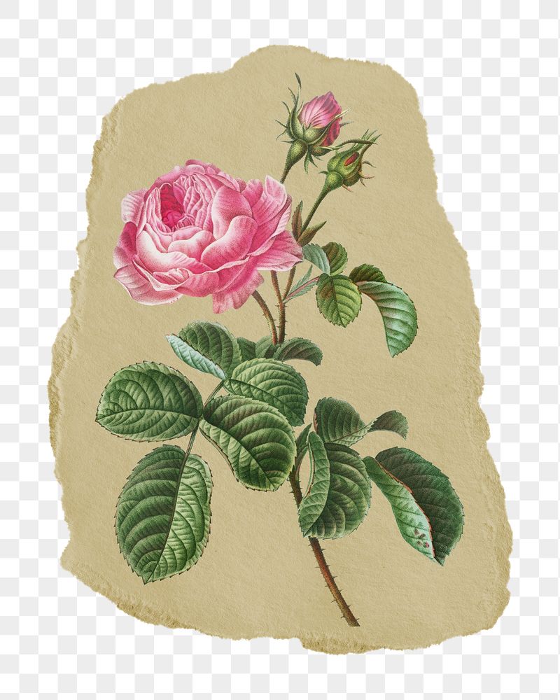 Png Redoute's Cabbage rose sticker, | Free PNG - rawpixel