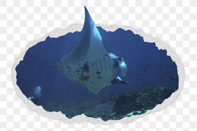 Png reef manta ray sticker, | Free PNG - rawpixel