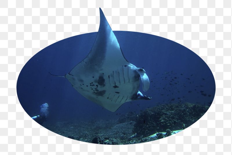 Png reef manta ray sticker, | Free PNG - rawpixel