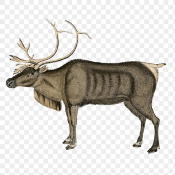 PNG reindeer, vintage animal clipart, | Free PNG Illustration - rawpixel