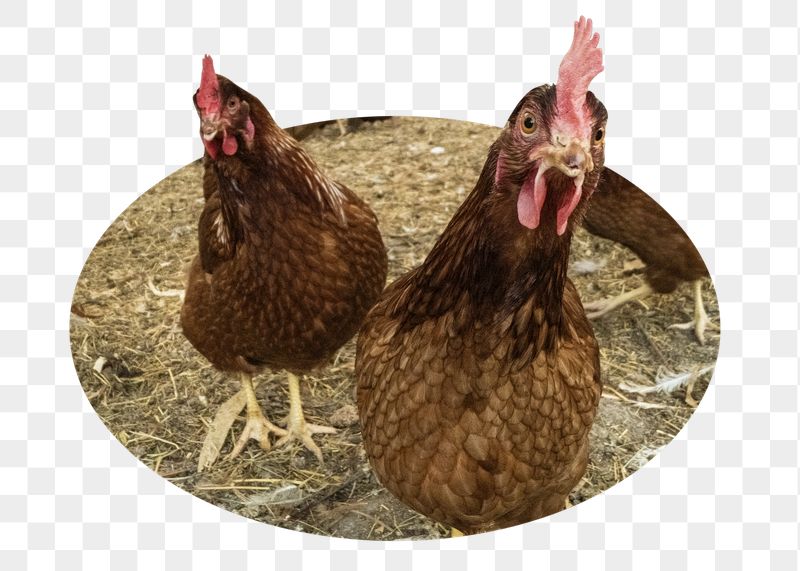 Png Rhode island red chicken | Free PNG - rawpixel