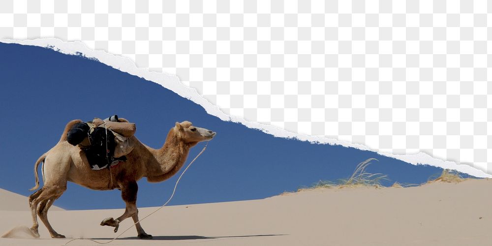 PNG ripped paper border, camel | Free PNG - rawpixel