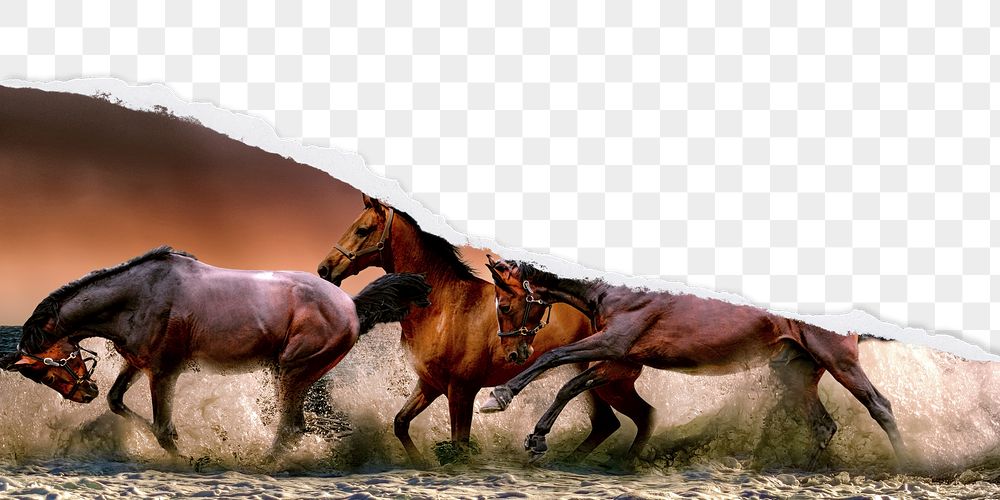 PNG ripped paper border, horses | Free PNG - rawpixel