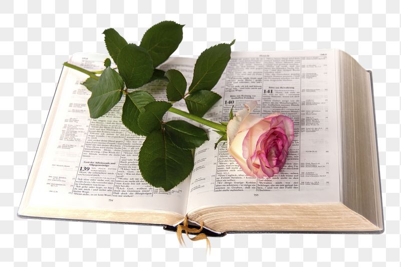 Png rose on book sticker, | Free PNG - rawpixel