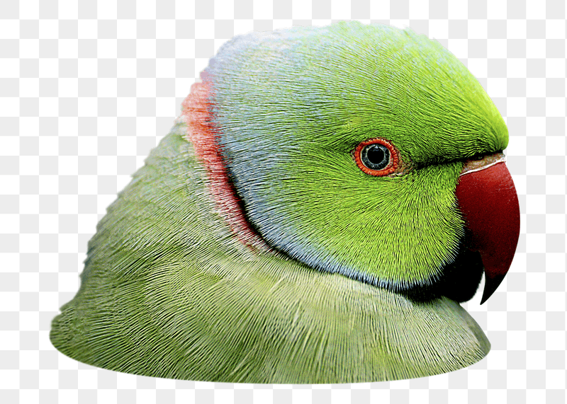 Png rose-ringed parakeet bird sticker, | Free PNG - rawpixel