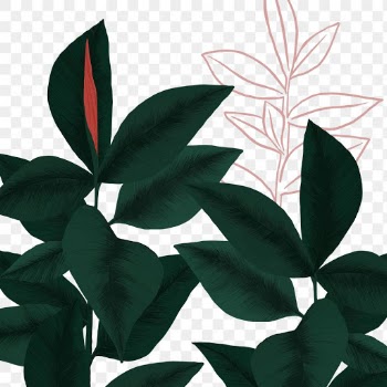 PNG rubber plant sticker botanical… | Free stock illustration | High Resolution graphic