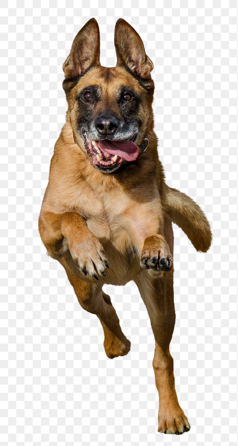 Png Running German Shepherd dog, | Free PNG - rawpixel