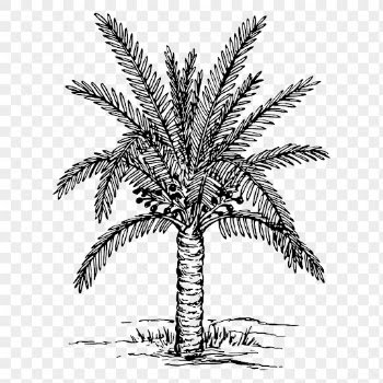 Png Sago palm tree clipart, | Free PNG - rawpixel