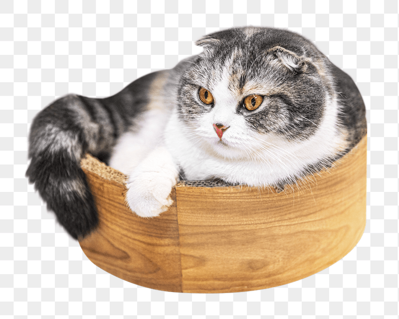 Png Scottish fold kitten sticker, | Free PNG - rawpixel