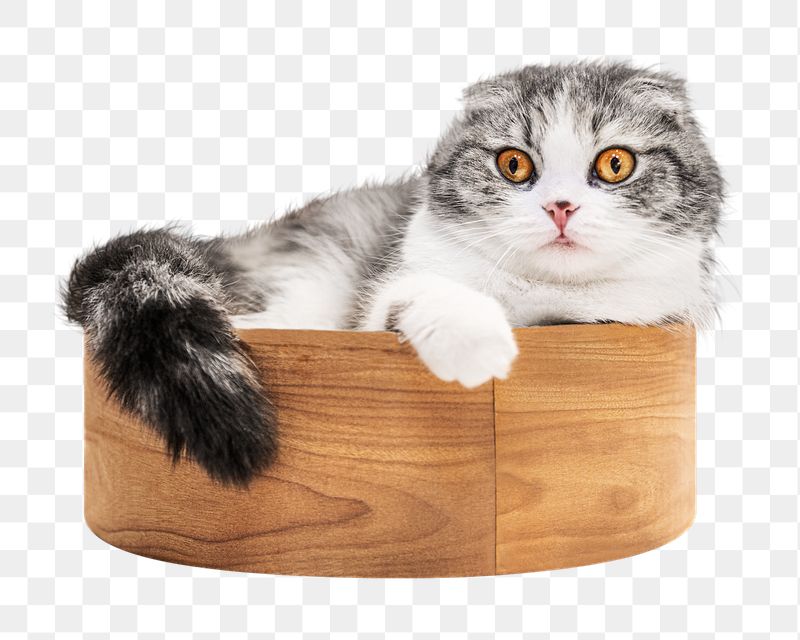 Png Scottish fold kitten sticker, | Free PNG - rawpixel