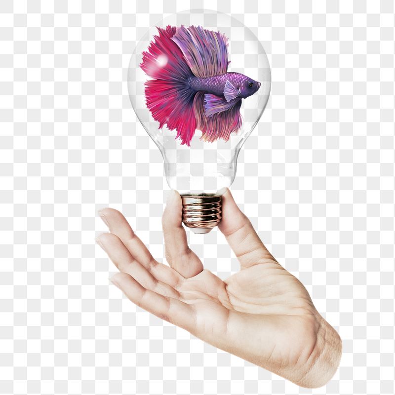 Png Siamese fighting fish sticker, | Free PNG - rawpixel