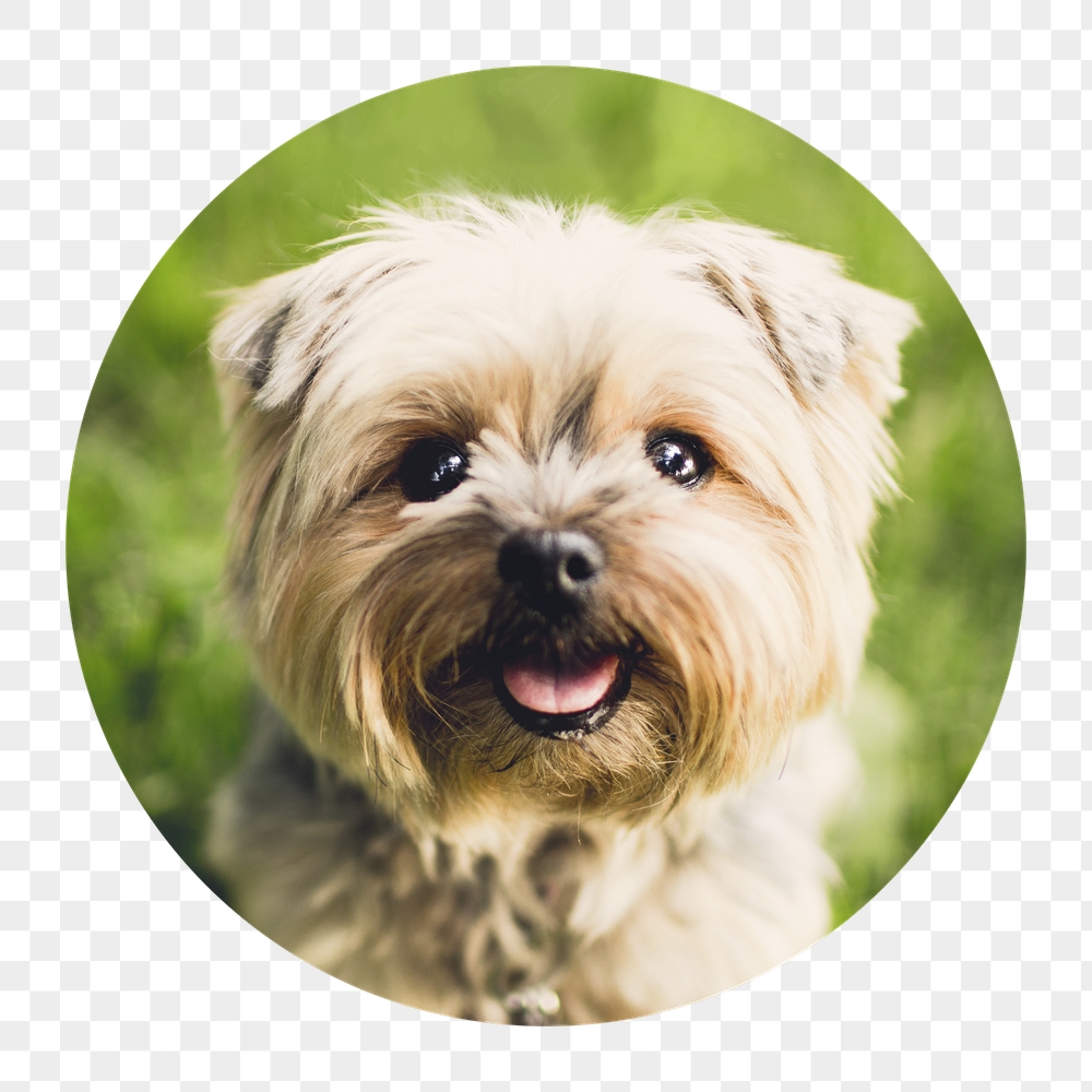 Png Silky Terrier puppy badge | Free PNG - rawpixel