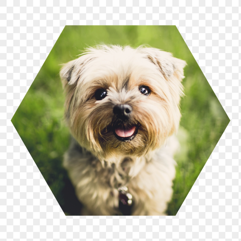 Png Silky Terrier puppy badge | Free PNG - rawpixel