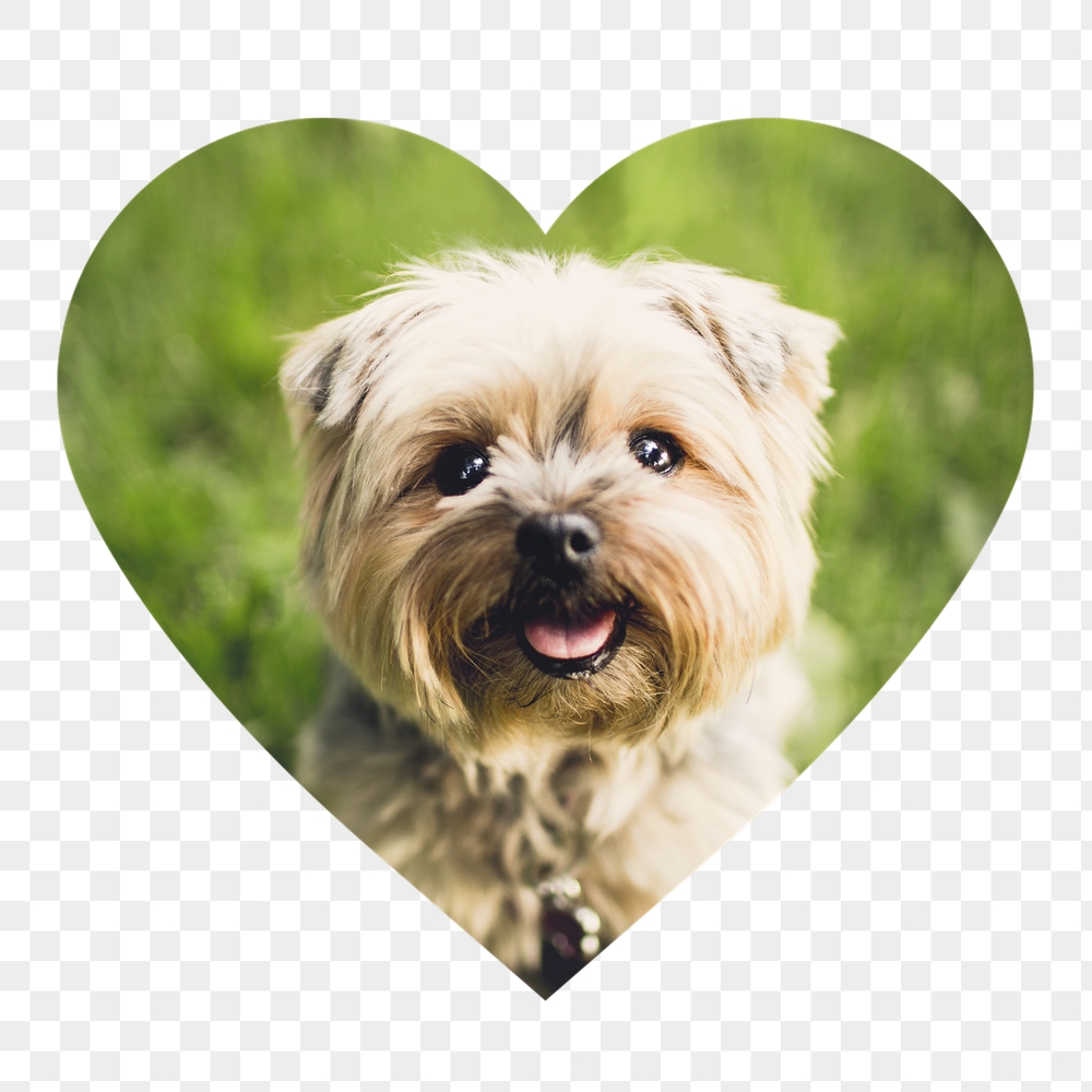 Png Silky Terrier puppy badge | Free PNG - rawpixel