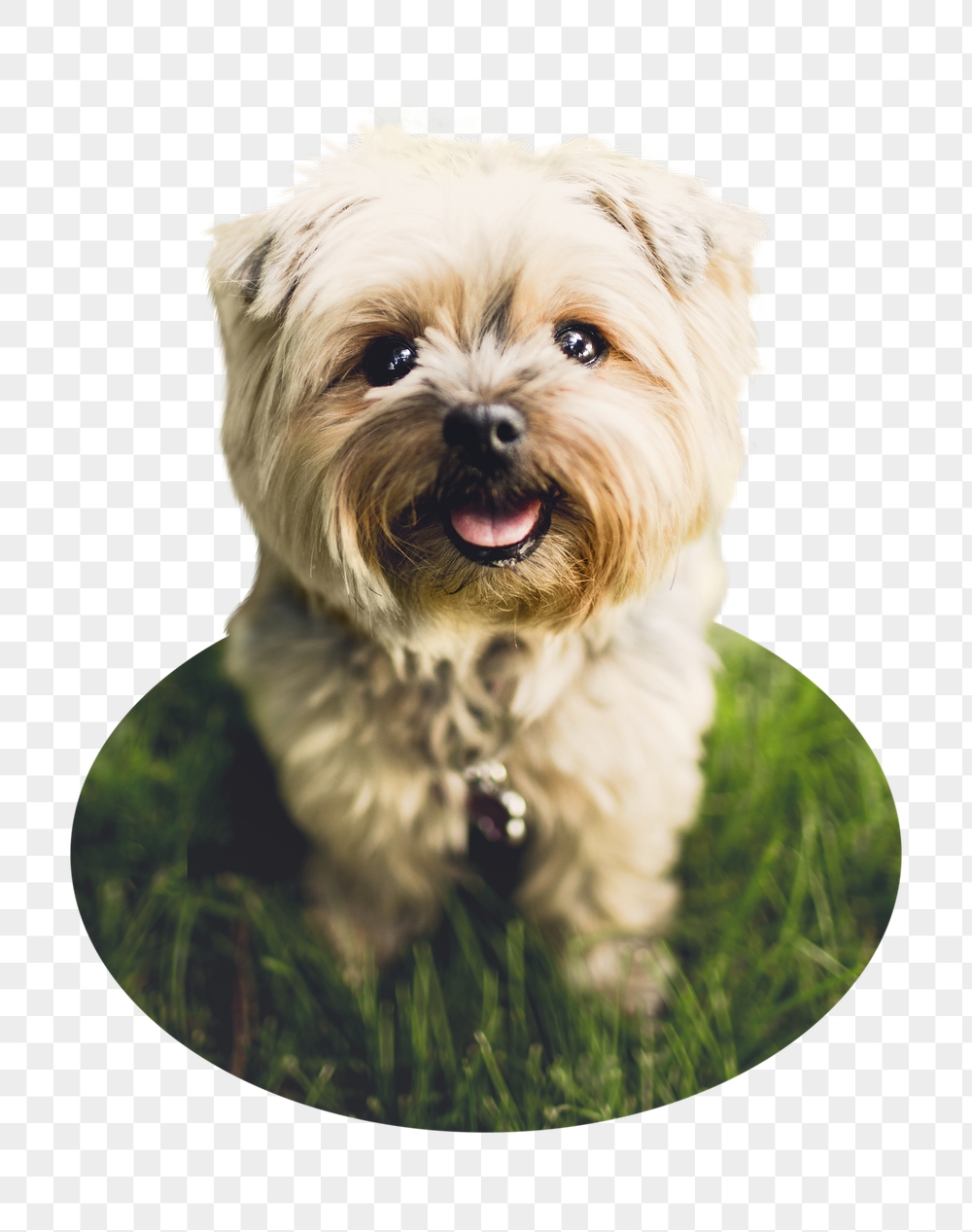 Png Silky Terrier puppy badge | Free PNG - rawpixel