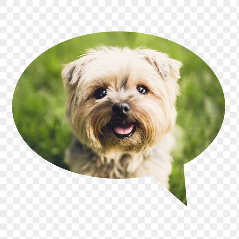 Png Silky Terrier puppy badge | Free PNG - rawpixel