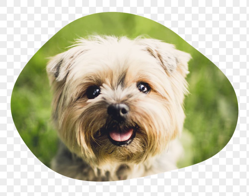 Png Silky Terrier puppy badge | Free PNG - rawpixel