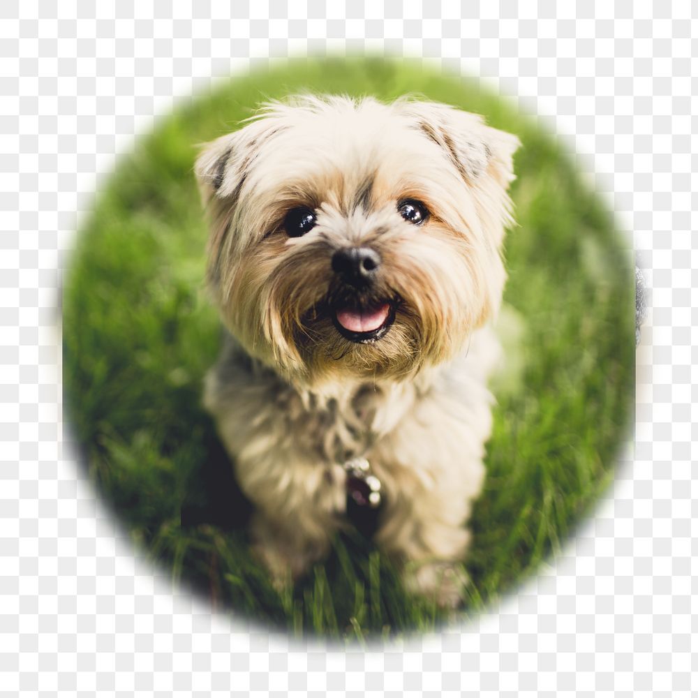 Png Silky Terrier puppy badge | Free PNG - rawpixel