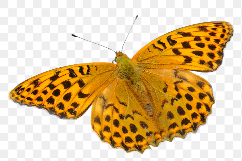Png silver-washed fritillary butterfly sticker, | Free PNG - rawpixel