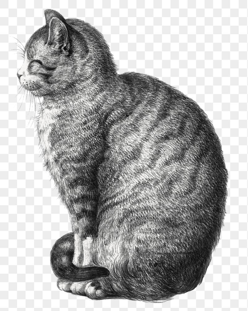 Png sitting cat sticker, Jean | Free PNG - rawpixel