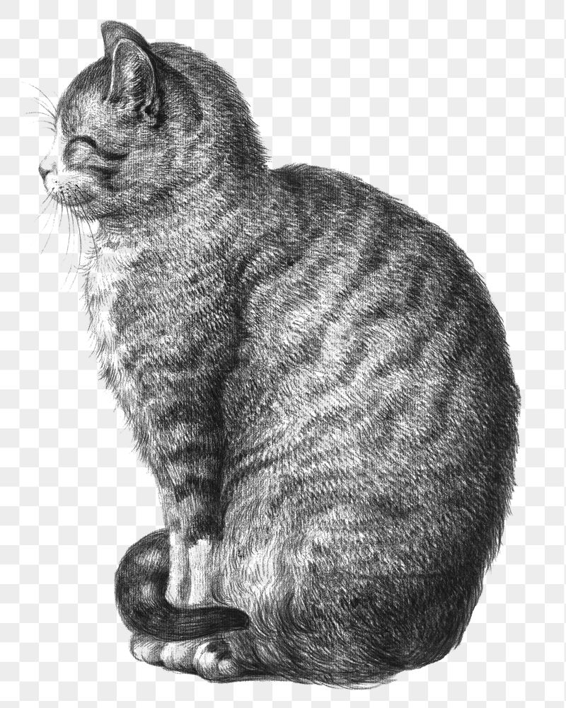 Png sitting cat sticker, Jean | Free PNG - rawpixel