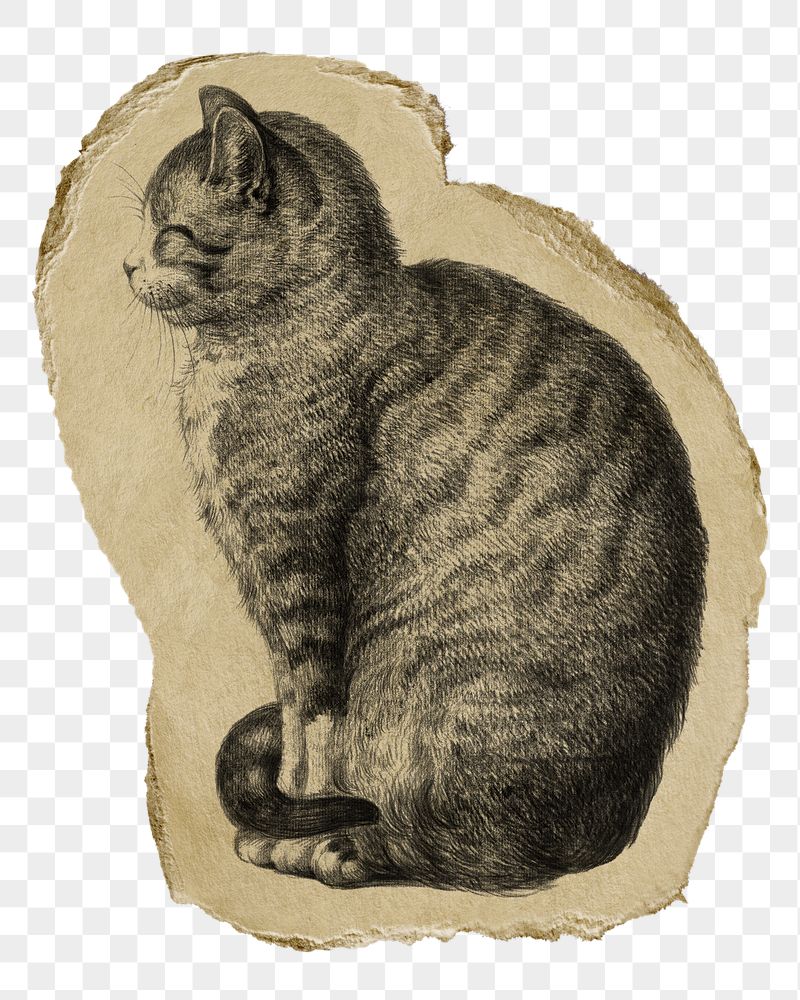 Png sitting cat sticker, Jean | Free PNG - rawpixel