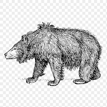 PNG sloth bear, vintage animal | Free PNG Illustration - rawpixel
