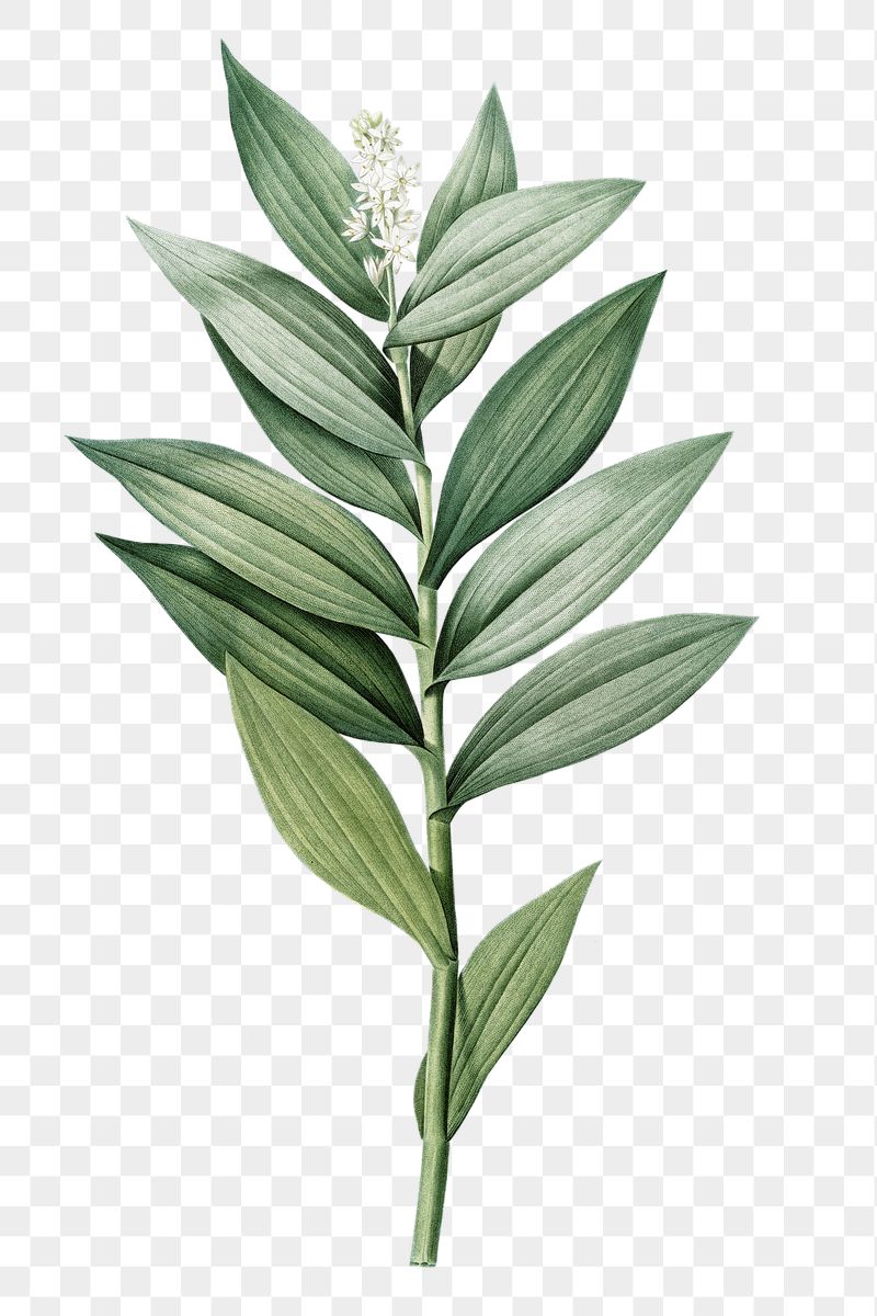 Png Smilacina stellata sticker, Redoute's | Free PNG - rawpixel