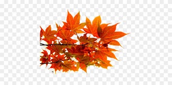 Png Sonbahar Yaprakları, Autumn Leaves Png, Autumn - Autumn Leaf