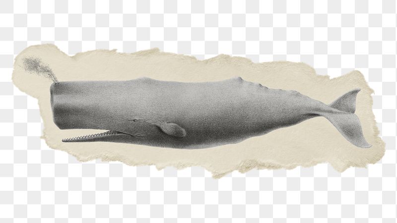Png sperm whale sticker, marine | Free PNG - rawpixel