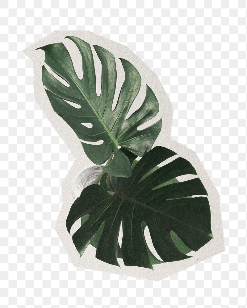 Png split leaf philodendron sticker, | Free PNG - rawpixel