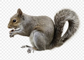 Png squirrel clipart, wildlife, transparent | Free PNG - rawpixel