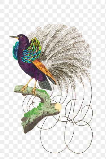 Png sticker bird vaillantian paradise clipart