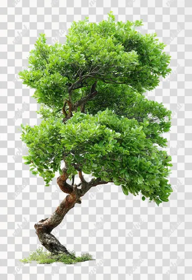 PNG Stylized Turnaround Tree on White Background PNG Stylized Turnaround Tree on White Background