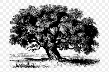 Png Tamarind tree drawing, vintage | Free PNG - rawpixel