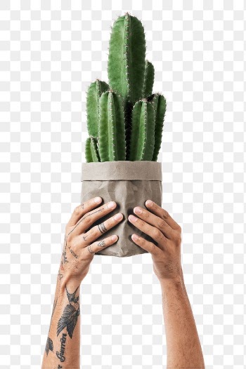 Png tattooed hand mockup holding cereus… | Free stock illustration | High Resolution graphic