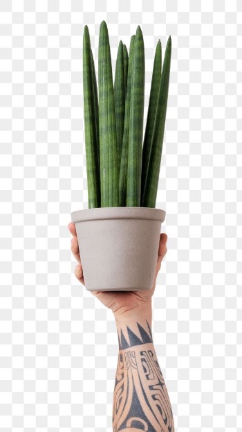 Png tattooed hand mockup holding potted… | Free stock illustration | High Resolution graphic