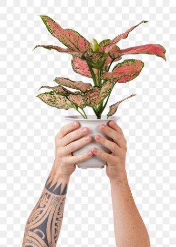 Png tattooed hand mockup holding potted… | Free stock illustration | High Resolution graphic