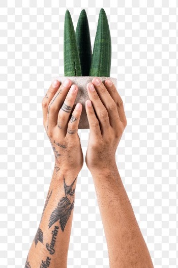 Png tattooed hand mockup holding potted… | Free stock illustration | High Resolution graphic