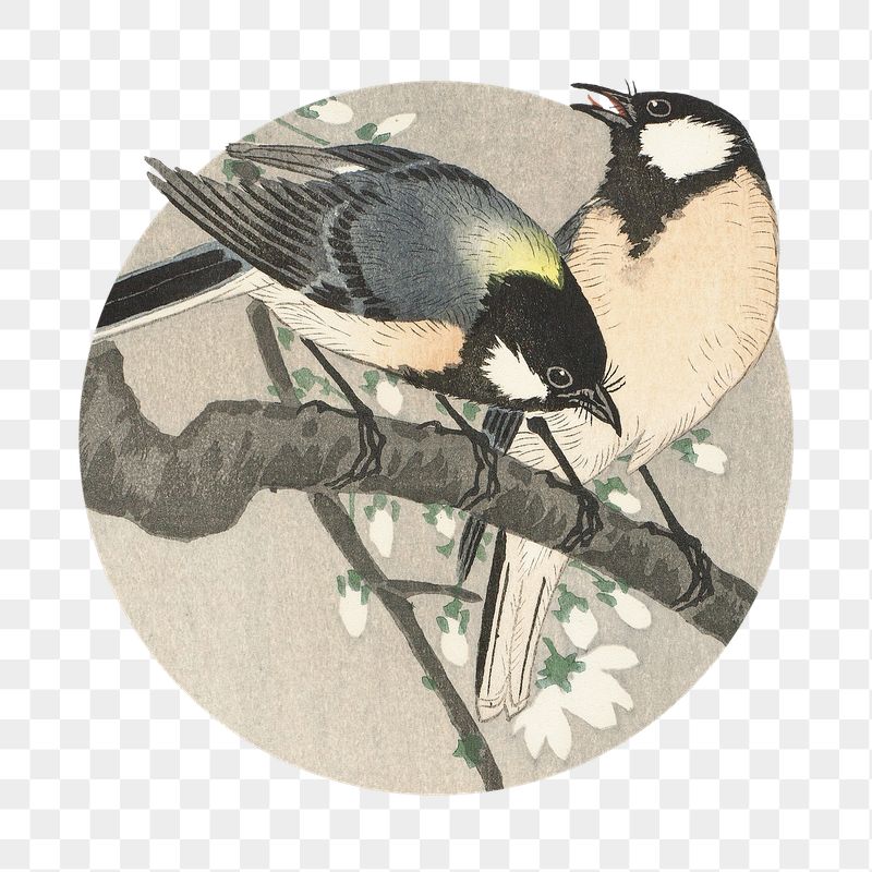 Png Tits on Cherry Branch | Free PNG - rawpixel