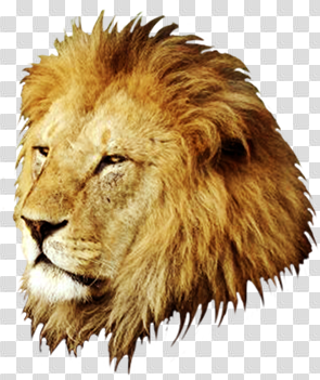 Png Transparent Background Lion Head #37129 - Free Icons and PNG ...