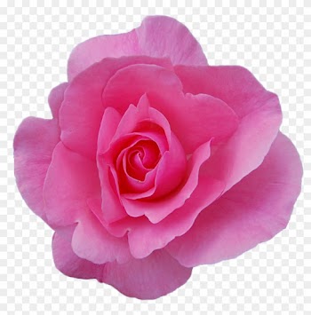 Png Transparent Rose Image - Pink Rose Transparent Background
