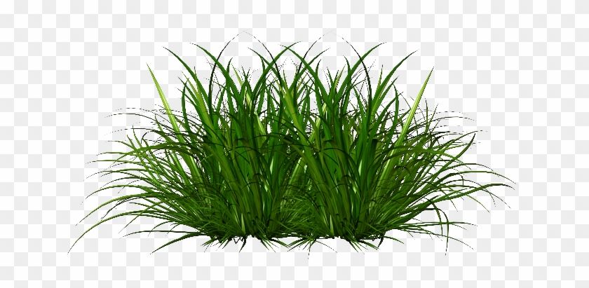Png Transparent Texture - Sweet Grass