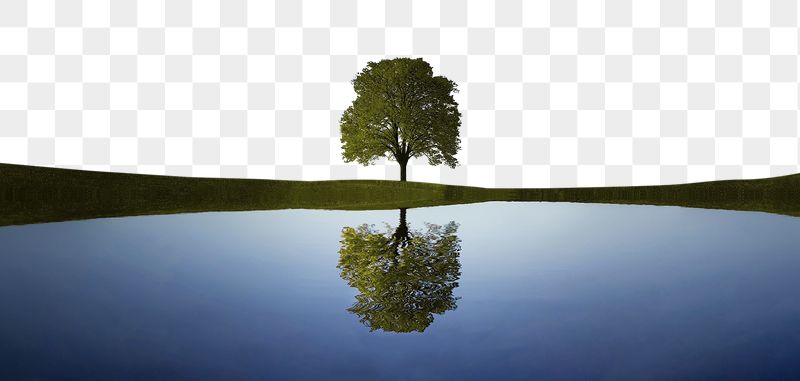 Png tree and lake reflection | Free PNG - rawpixel